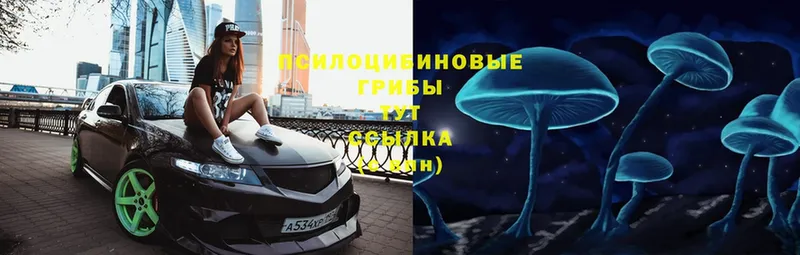 Псилоцибиновые грибы Cubensis  гидра рабочий сайт  Ставрополь 